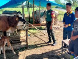 Jelang Hari Idul Adha 1446 H, Babinsa Koramil Bas Bersama Petugas Cek Kesehatan Hewan Ternak Warga Binaan