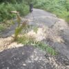 Kesal Jalan Rusak Masyarakat Tanam Pohon Kelapa di Jalur Bebek Patukuki