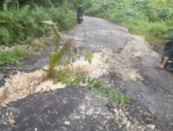 Kesal Jalan Rusak Masyarakat Tanam Pohon Kelapa di Jalur Bebek Patukuki