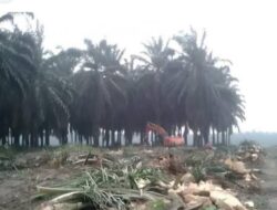 Tiga Perusahaan Kelapa Sawit di Kabupaten Belitung, Masuk Tahap Replanting
