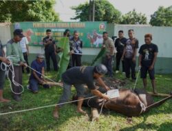 Danrem 102/Pjg Laksanakan Sholat Idul Adha Berjamaah Sekaligus Penyembelihan dan Serahkan 14 Ekor Hewan Kurban.