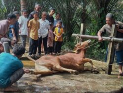 Idul Adha 1445 Hijriah, Desa Delas Qurban 27 Sapi Dan 5 Kambing