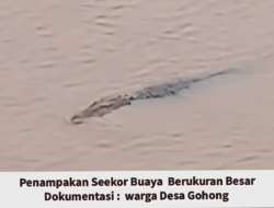 Warga Sekitar Diminta Waspada, Penampakan Seekor Buaya  Kembali Muncul di Daerah Jembatan Gohong 