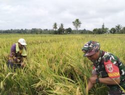 Babinsa Koramil 1002-06 / Barabai Dukung Program Ketahanan Pangan Melalui Ubinan Padi