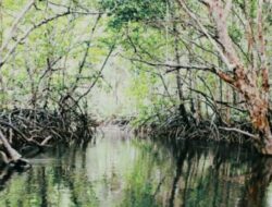 BPPD Babel, Tanam 1000 Bibit Mangrove Disepanjang Pantai Terentang Koba