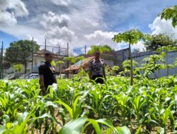 Lapas Tanjungpandan Buka Lahan 1,5 Ha Buat Area Pertanian, Jaga Ketahanan Pangan