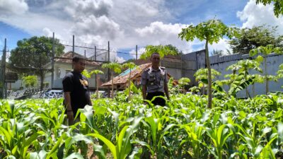 Lapas Tanjungpandan Buka Lahan 1,5 Ha Buat Area Pertanian, Jaga Ketahanan Pangan