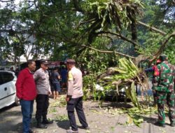 Evaluasi Pohon Tumbang, Polsek Ciawi Bersama Instansi Terkait
