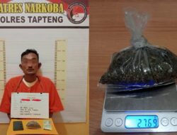Polres Tapteng Berhasil Tangkap Seorang Pria Pengedar Ganja Dan Satu Orang DPO