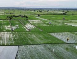 Kawasan Cadangan Air di Basel Berubah Jadi Perkebunan Sawit, DPRD Minta Satgas PKH Turun