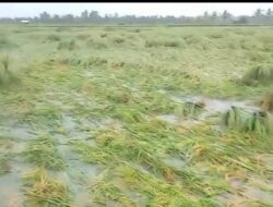 Gagal Panen Ratusan Hektar Tanaman Padi Tumbang Di Terpa Angin Kencang
