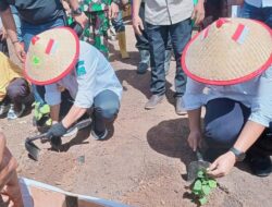Rusli-Serfi Tepati Janji, Penanaman Perdana Gerakan Menanam Nilam Bersama Kelompok Tani Nilam Sinar Kasih Bangunemo