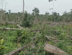 Diduga Hutan Lindung Cagar Alam di Morowali Utara Dibabat, Bagaimana Kabar BKSDA Sulteng