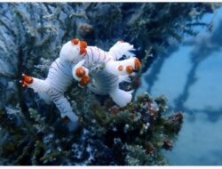 Warisan untuk Laut, PT Timah Konsisten Tenggelamkan Artificial Reef