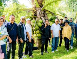 Jajaki Kerja Sama Pengembangan Komoditas Unggulan, Pj. Sekda Banggai Tinjau Pembibitan Kelapa Bido di Manado