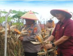 Wakil Bupati Bangkep Serfi Kambey Bersama Kapolres Lakukan Panen Perdana Jagung di Lahan Pertanian Polres Bangkep