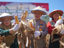 Panen Serentak Polda Sulteng Dan Kelompok Tani Panen 644 Ton Jagung