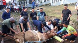 PMPP TNI Gelar Sholat Idul Adha 1446 Hijriah Dilanjutkan Penyembelihan Hewan Kurban