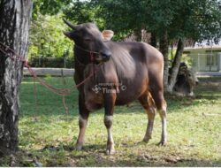 Merawat Kebersamaan Lewat Kurban, PT Timah Sebarkan Ratusan Hewan Kurban Pada Idul Adha Tahun Ini