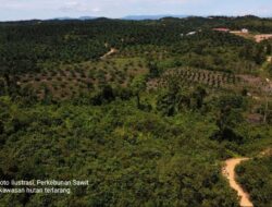 Satgas PKH Himbau Pengusaha Sawit, Patuhi Aturan Penanaman Kawasan Terlarang 