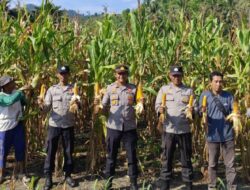 Dukung Program Ketahanan Pangan Presiden Prabowo, Polsek Dondo Panen Jagung