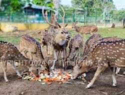 Menjaga Keseimbangan Ekosistem, PT Timah Komitmen Lakukan Pelestarian Satwa Endemik di Wilayah Operasional