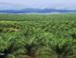 Dugaan Anggota DPR-RI?, Terlibat Pembukaan Lahan Sawit ilegal di Bukit Layang