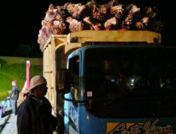 Terlibat Penjarahan Sawit Mitra APL Capai 40 Ton Per Hari, Warga SAD Sempat Mau Diamankan dan Polisi Sita Satu Mobil