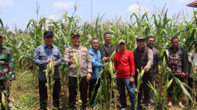 Forkopimda Tanjab Barat Kompak Dukung Panen Raya Jagung Serentak Bersama Presiden