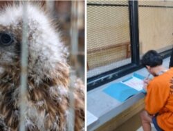 Ariya Korban Ketidaktahuan Aturan, Jadi Tersangka Jual Burung Elang Dilindungi