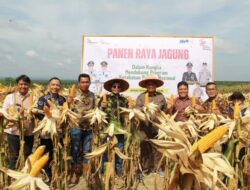 Dukung Program Ketahanan Pangan Nasional, PT Agrowiyana Gelar Panen Raya Jagung
