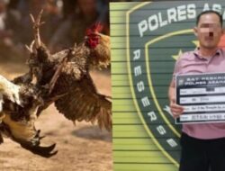 Dugaan Kasus Judi Sabung Ayam Oknum Anggota Dewan di Asahan, Ketua DPRD Bungkam..!!