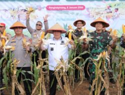 Dukung Swasembada Pangan: Gubernur Hidayat Arsani Panen Raya Jagung Serentak