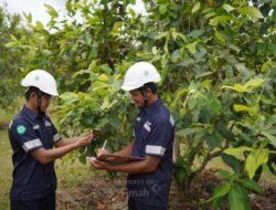 PT TIMAH Tbk Konsisten Reklamasi, Satu Dekade Tanam 1,4 Juta Pohon di Babel