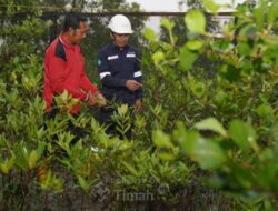 Program Seribu Pohon untuk Negeri, PT TIMAH Tbk Konsisten Dorong Pelestarian Lingkungan