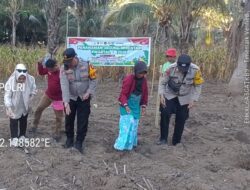 Polsek Bunta Lakukan Penanaman Jagung Kwartal I Tahun 2026 di Kelurahan Kalaka, Bunta