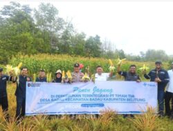 Dukung Pemberdayaan Masyarakat, PT TIMAH Kembangkan Pertanian Jagung di Lahan Pascatambang 