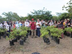 Gubernur Babel Pimpin Panen Cabai, Dorong Peningkatan Produksi Pertanian