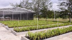 Komitmen Pengelolaan Lingkungan, PT TIMAH Reklamasi Ratusan Hektar Lahan Pasca Tambang di Babel