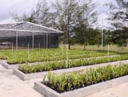 Komitmen Pengelolaan Lingkungan, PT TIMAH Reklamasi Ratusan Hektar Lahan Pasca Tambang di Babel