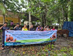 Hadir Lebih Dekat dengan Masyarakat, PT TIMAH Bagikan Puluhan Sapi Kurban di Pulau Belitung