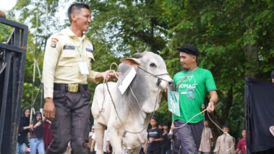 Hangatnya Kebersamaan Idul Adha di Komplek PT TIMAH, Ribuan Paket Daging Dibagikan ke Warga