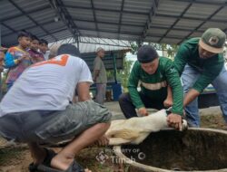Karyawan PT TIMAH Bergotong Royong Salurkan Daging Kurban untuk Masyarakat di Babar