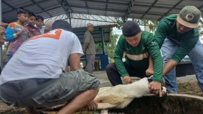 Karyawan PT TIMAH Bergotong Royong Salurkan Daging Kurban untuk Masyarakat di Babar