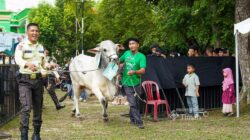 PT TIMAH Salurkan Ratusan Hewan Kurban Idul Adha 1447 Hijriah
