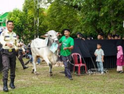 PT TIMAH Salurkan Ratusan Hewan Kurban Idul Adha 1447 Hijriah