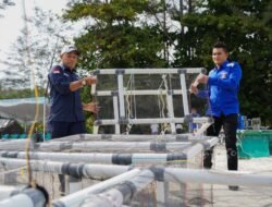 PT Timah Tenggelamkan 81 Atraktor Cumi di Pantai Tambak Udang Bangka