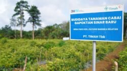 Dari Cangkul ke Kultivator: Cara PT TIMAH Menanam Ketahanan Pangan di Lingkar Tambang