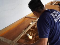 Kreatif, Rutan Kelas I Medan Sulap Area Branggang Jadi Lokasi Ternak Ayam Kampung